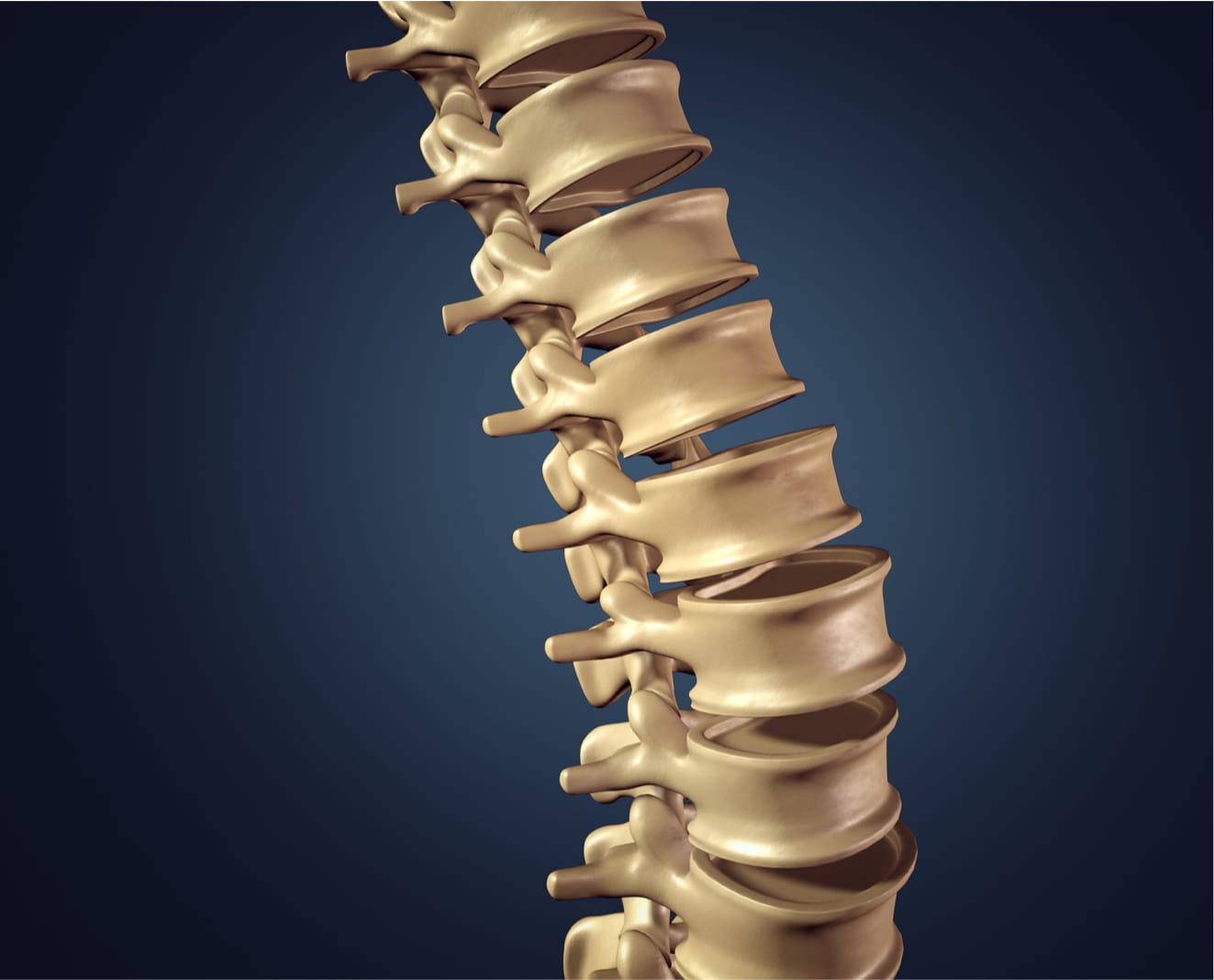 Spinal Anatomy