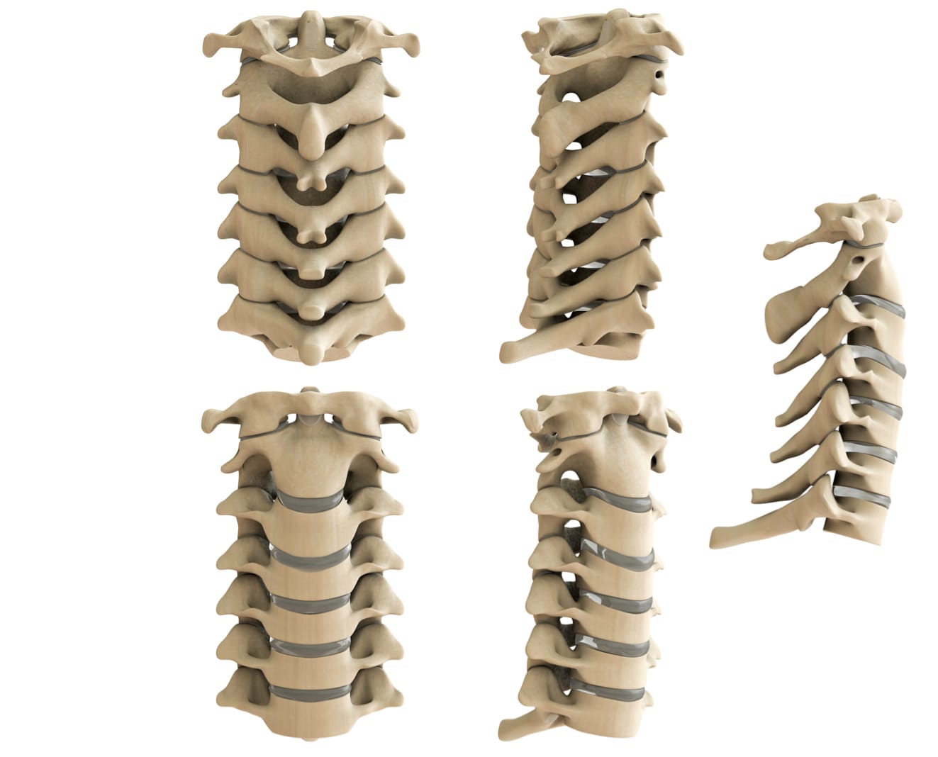 Spinal Anatomy